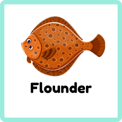 Flounder