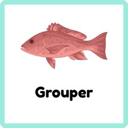 Grouper | Types of Fish Names