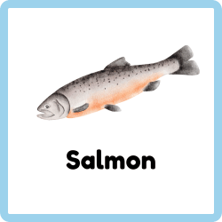 Salmon Eatable Fish