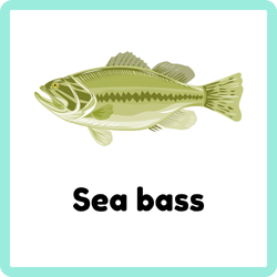 Sea bass | Fish Names