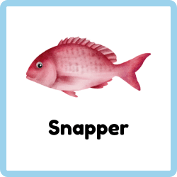Snapper | Fish Names
