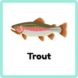 Trout