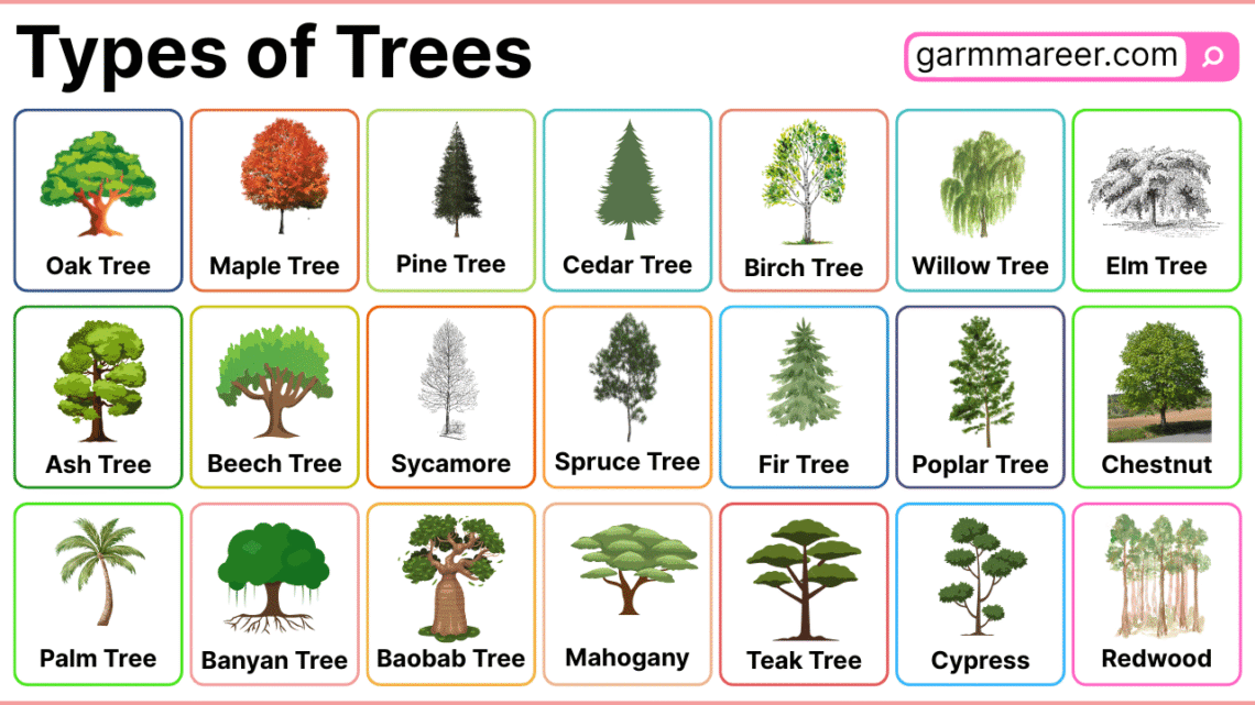 Types of Trees in English with Pictures