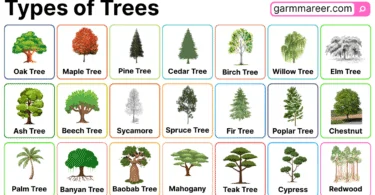 Types of Trees in English with Pictures