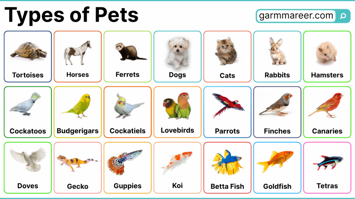 Types of Pets Names | 100+ Pet List with Pictures
