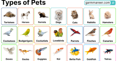 Types of Pets Names | 100+ Pet List with Pictures
