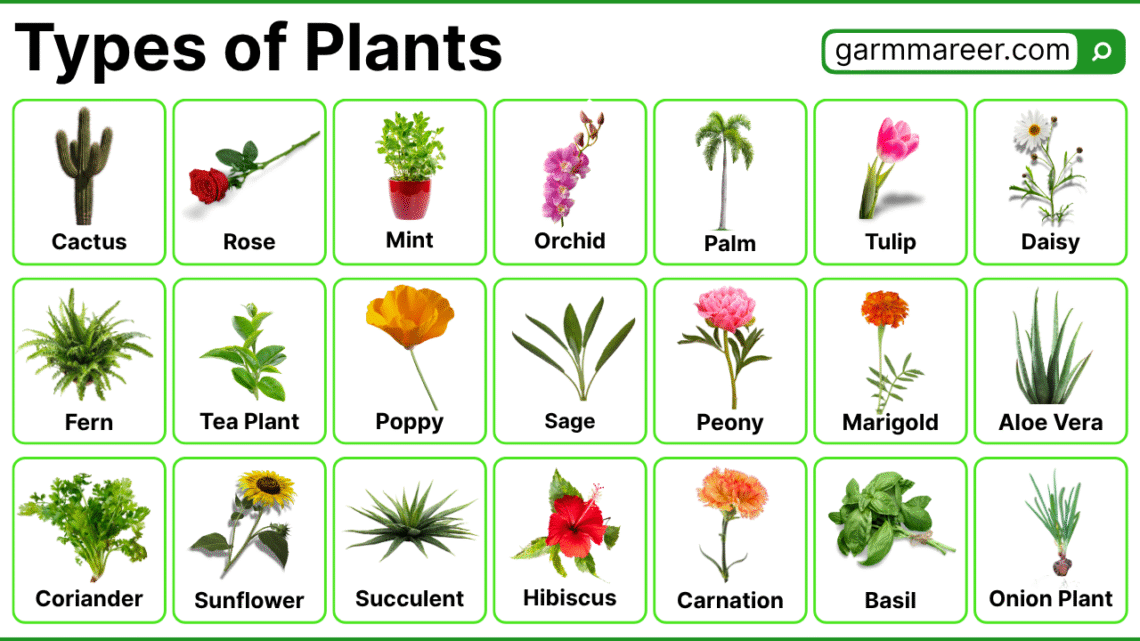 50+ Types of Plants Names and their Pictures