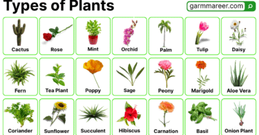 50+ Types of Plants Names and their Pictures